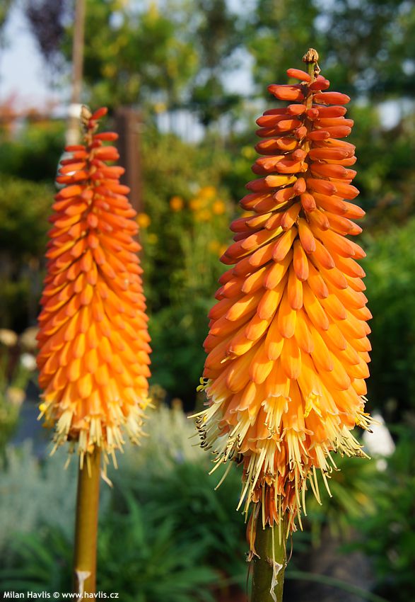 kniphofia Alcazar 2012 3.jpg
