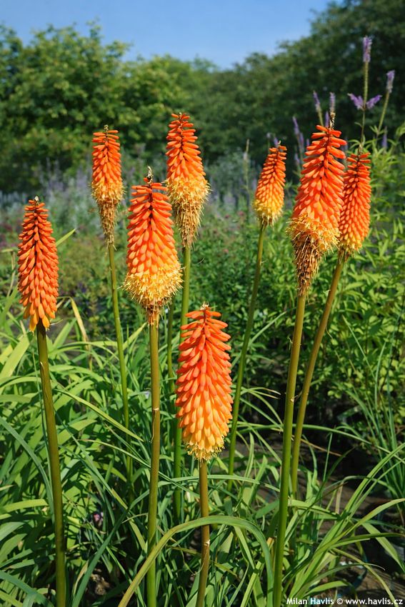kniphofia Alcazar 2016 10 edit.jpg