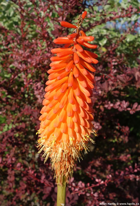 kniphofia Alcazar 2016 2.jpg