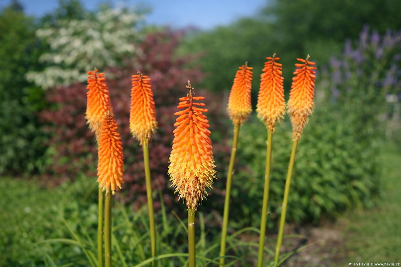 kniphofia Alcazar 2016 7 edit.jpg