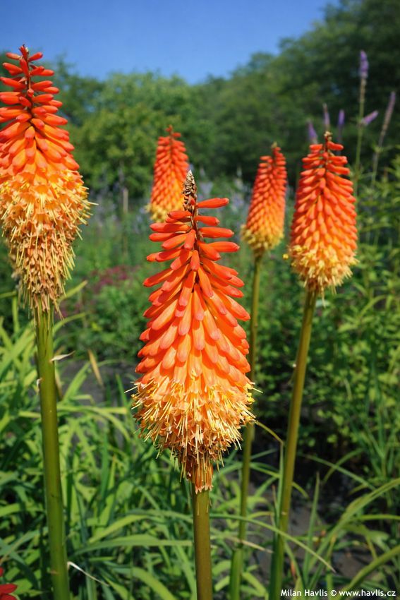 kniphofia Alcazar 2016 8 edit.jpg