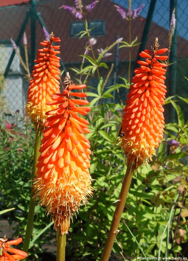 kniphofia Alcazar 2016 9.jpg