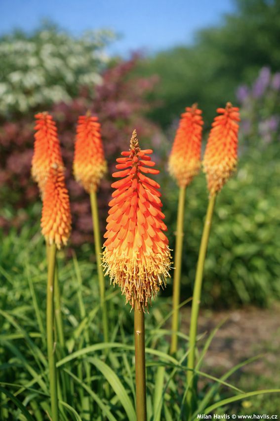 kniphofia Alcazar 2016 9 edit.jpg