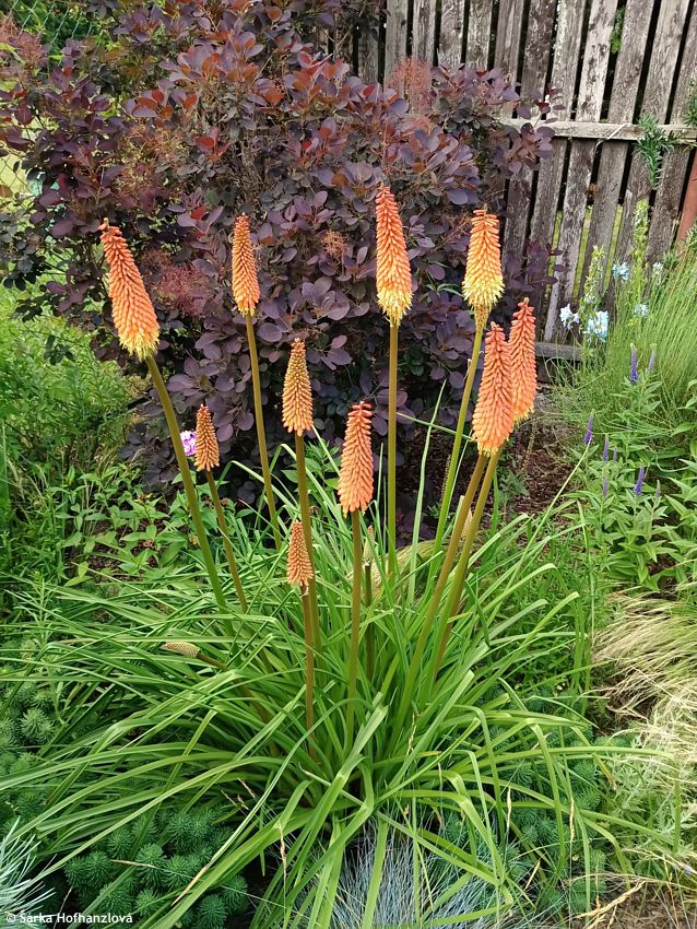 kniphofia Alcazar 2026 Šárka Hofhanzlová.jpg