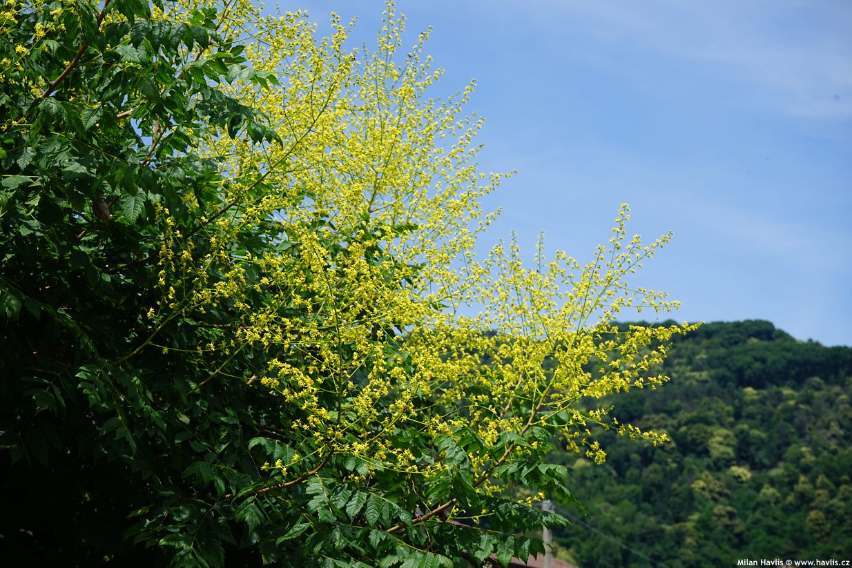 koelreuteria paniculata