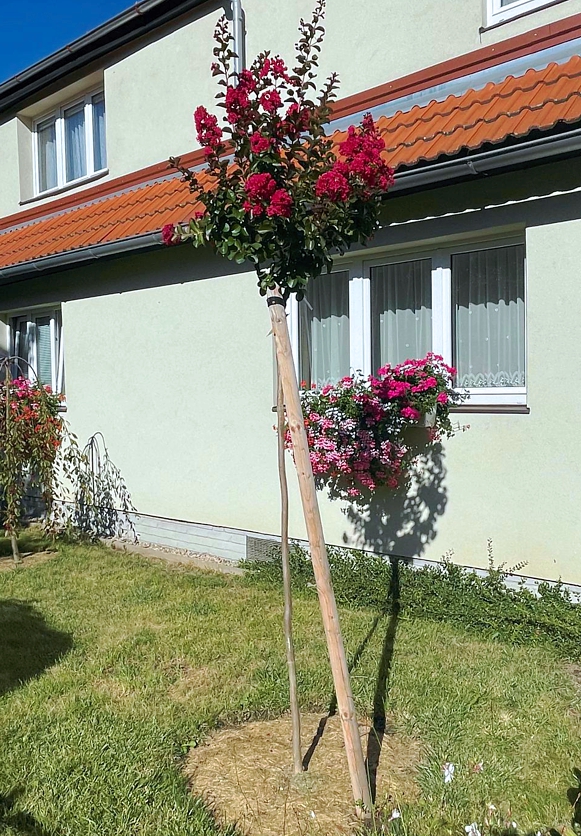 lagerstroemia Dynamite