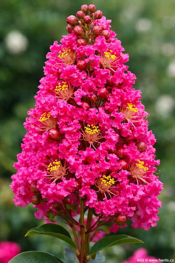 lagerstroemia indica Fuchsia dEte 2026 AIGI 3.jpg