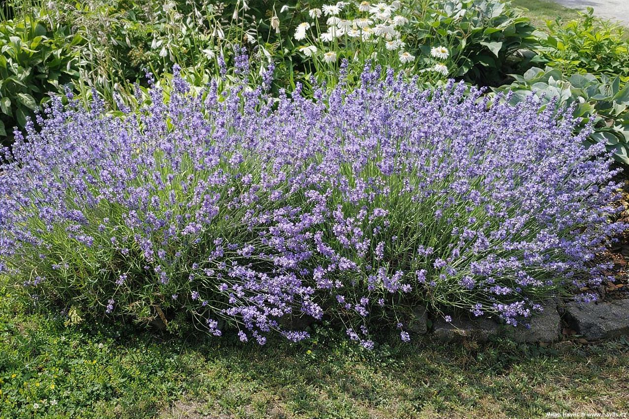 lavandula angustifolia Dwarf Blue 2026 AIGI 1.jpg