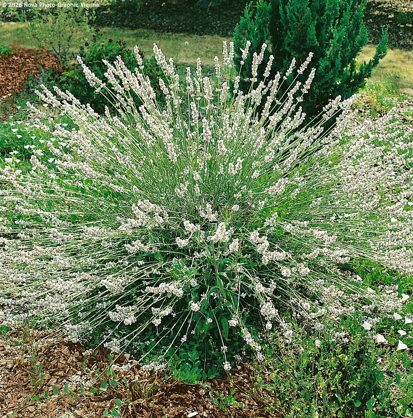 lavandula x intermedia Edelweiss NOVA 3.jpg