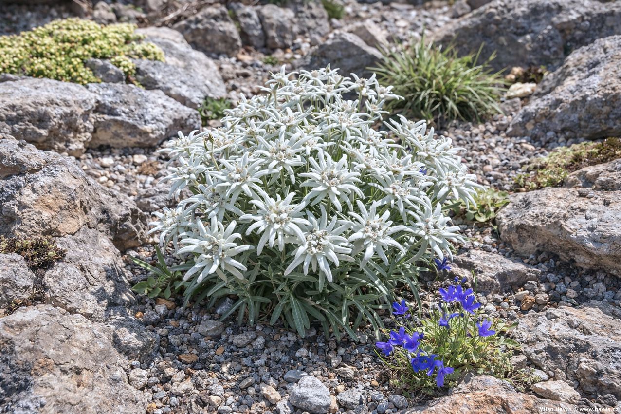 leontopodium alpinum Watzmann 2026 AIGI 1.jpg