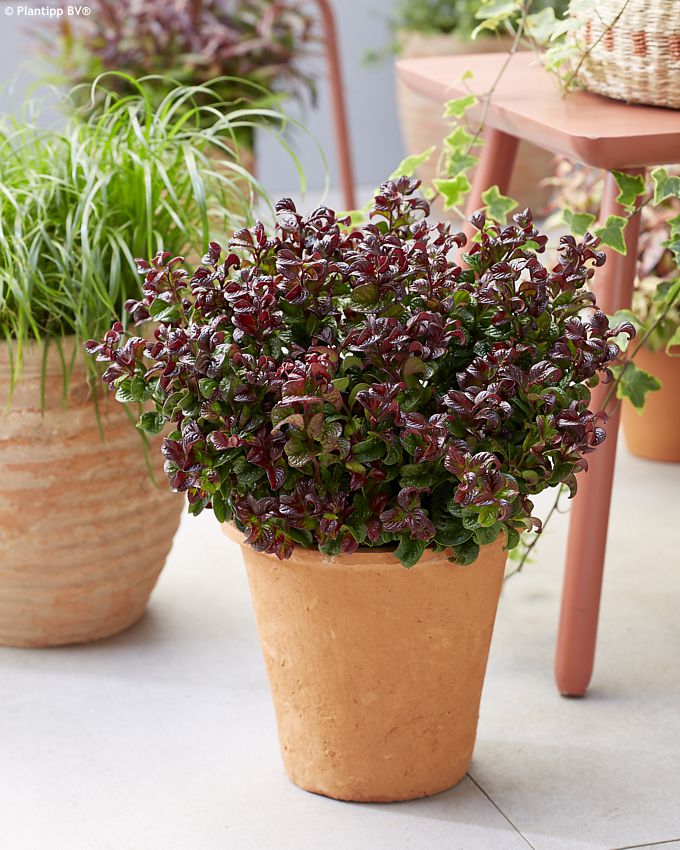 leucothoe Curly Red
