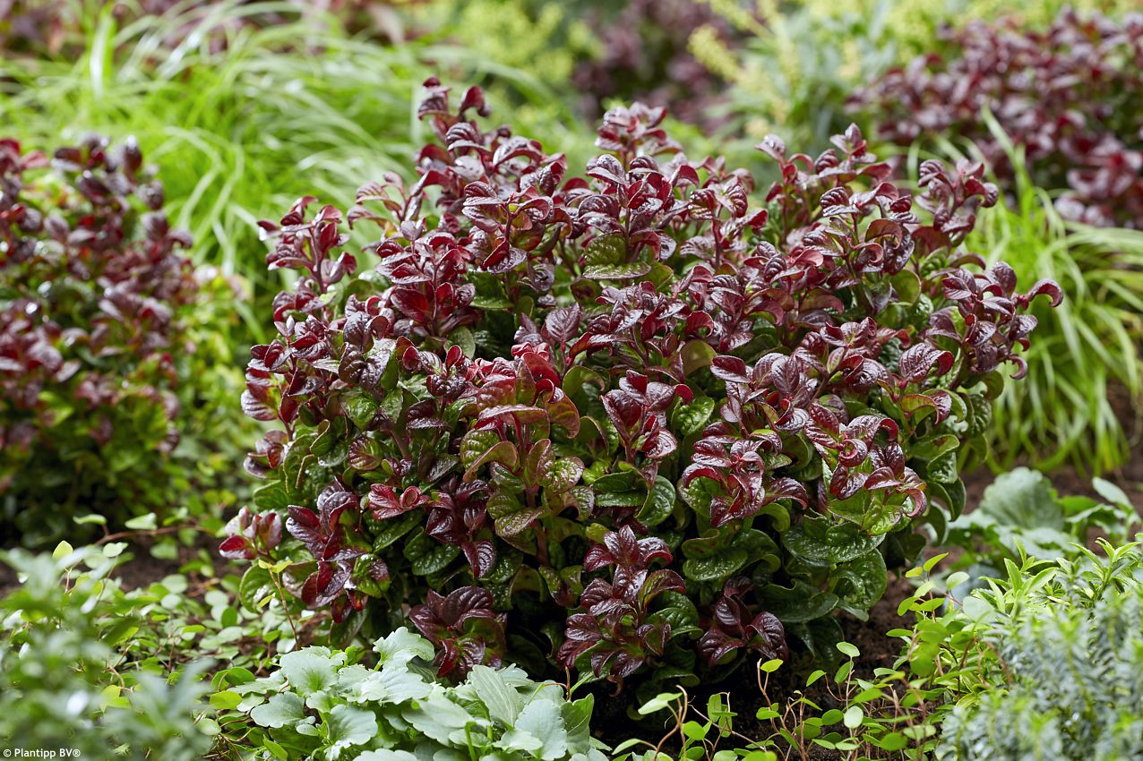 leucothoe Curly Red