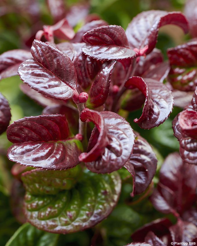 leucothoe Curly Red