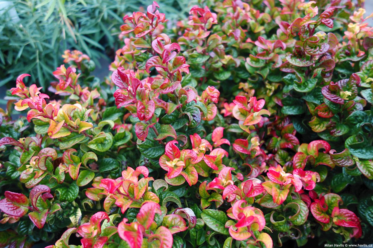 leucothoe axillaris Curly Red