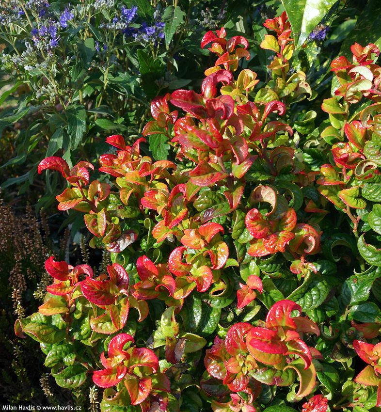 leucothoe axillaris Curly Red