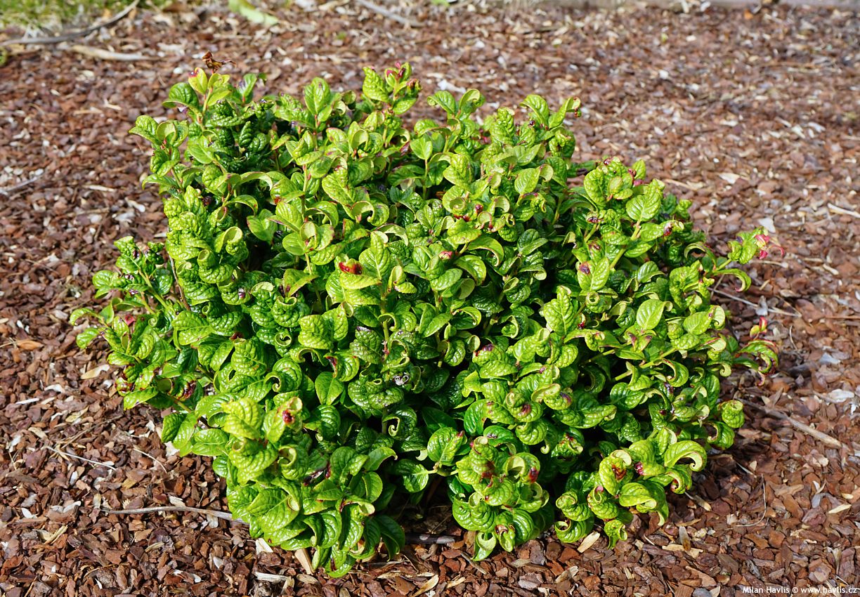 leucothoe axillaris Curly Red