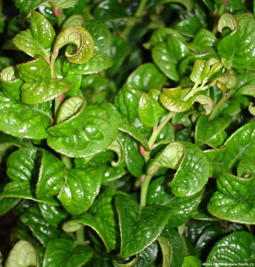 leucothoe axillaris Curly Red