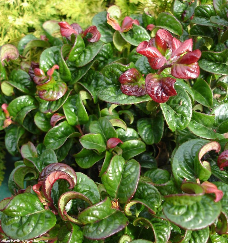 leucothoe axillaris Curly Red