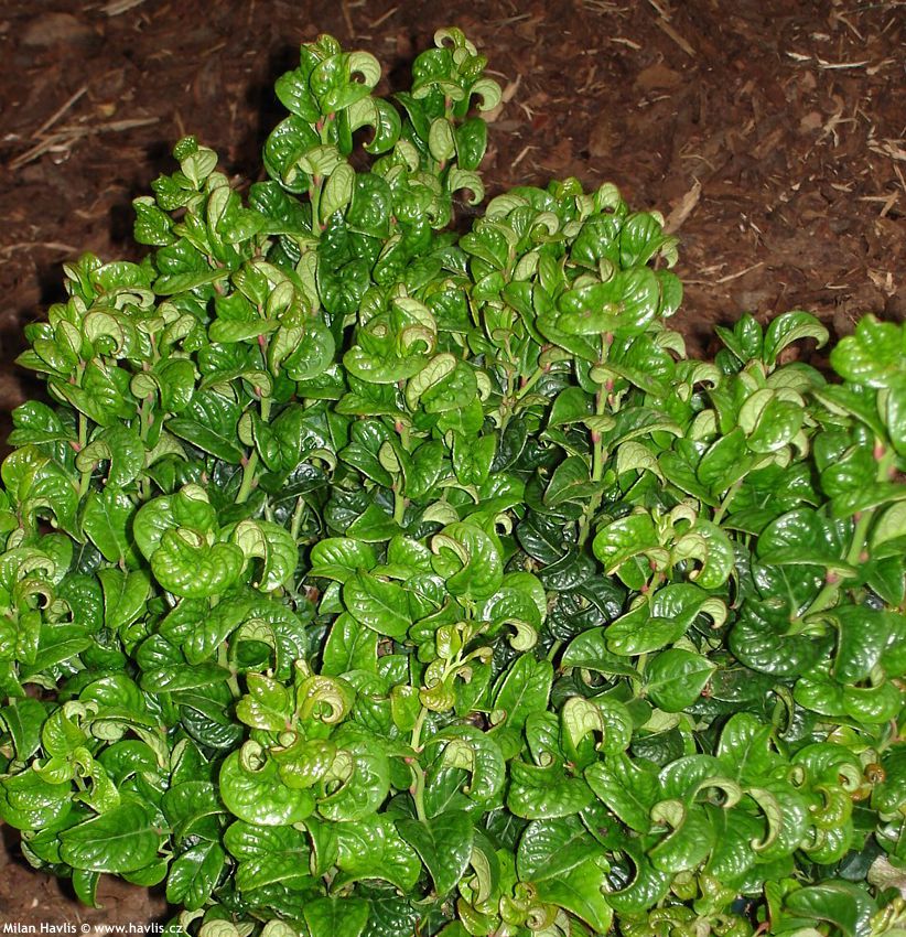 leucothoe axillaris Curly Red