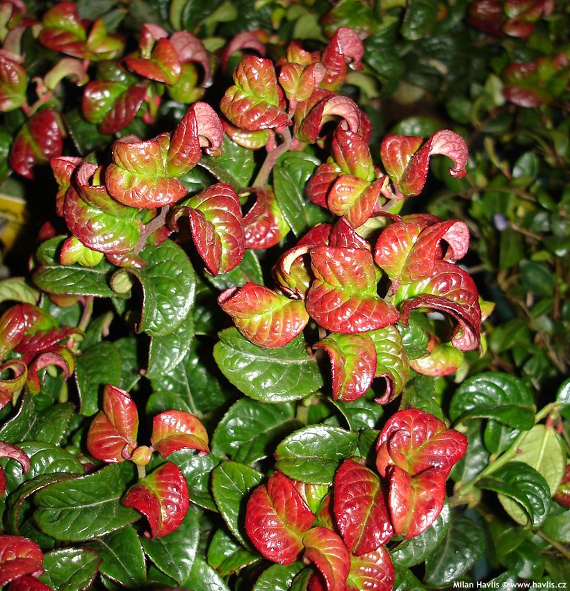 leucothoe axillaris Curly Red