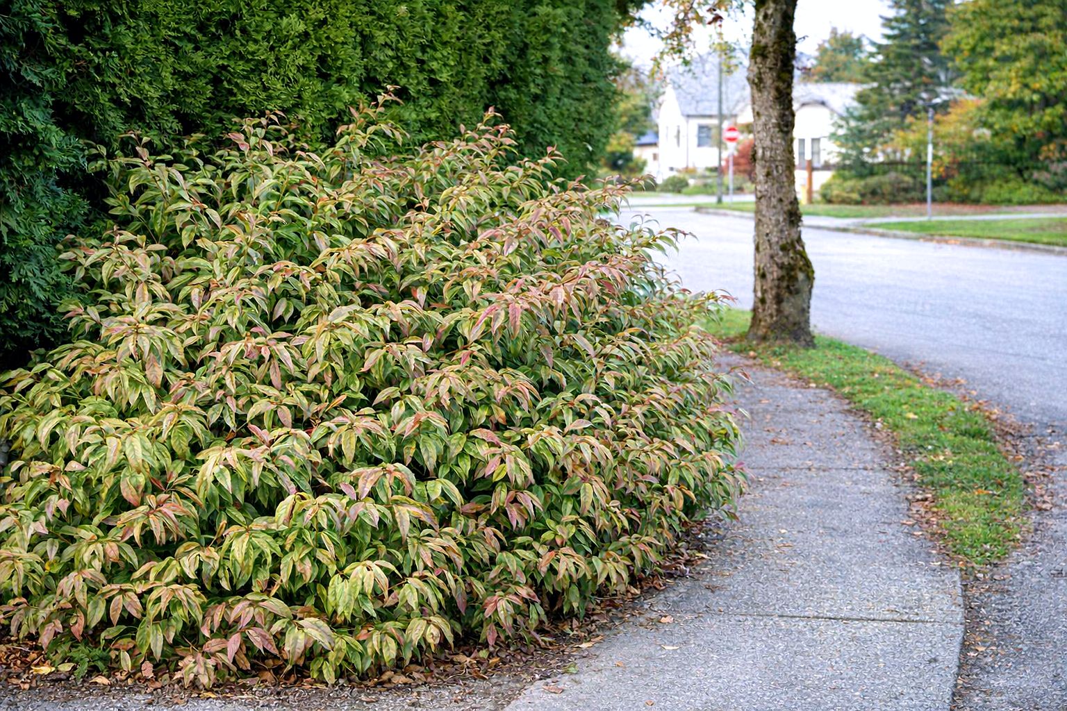 leucothoe fontanesiana Rainbow