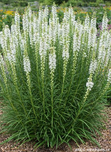 Liatris spicata 'ALBA'
