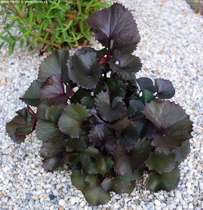 ligularia Pandora 2018