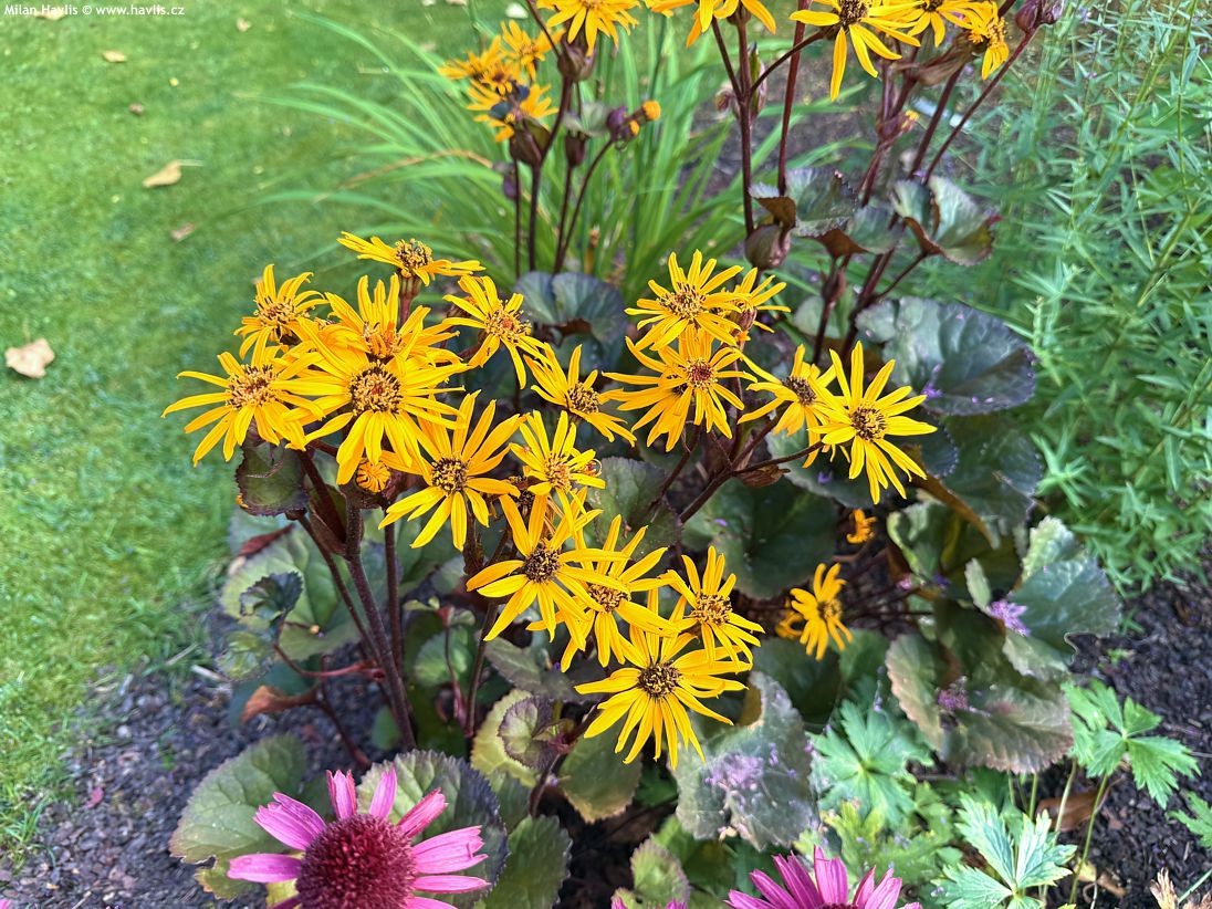 ligularia Pandora 2025