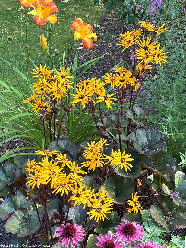 ligularia Pandora 2025