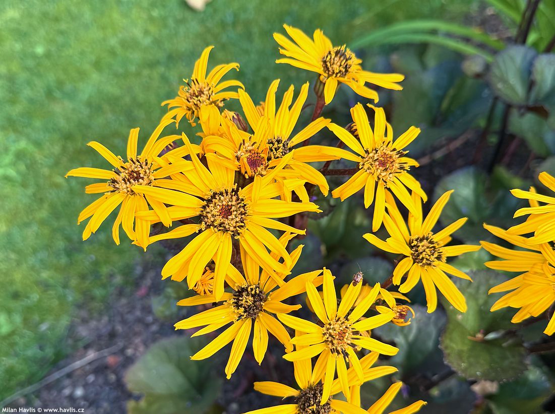 ligularia Pandora 2025