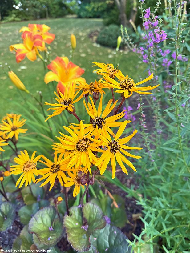 ligularia Pandora 2025