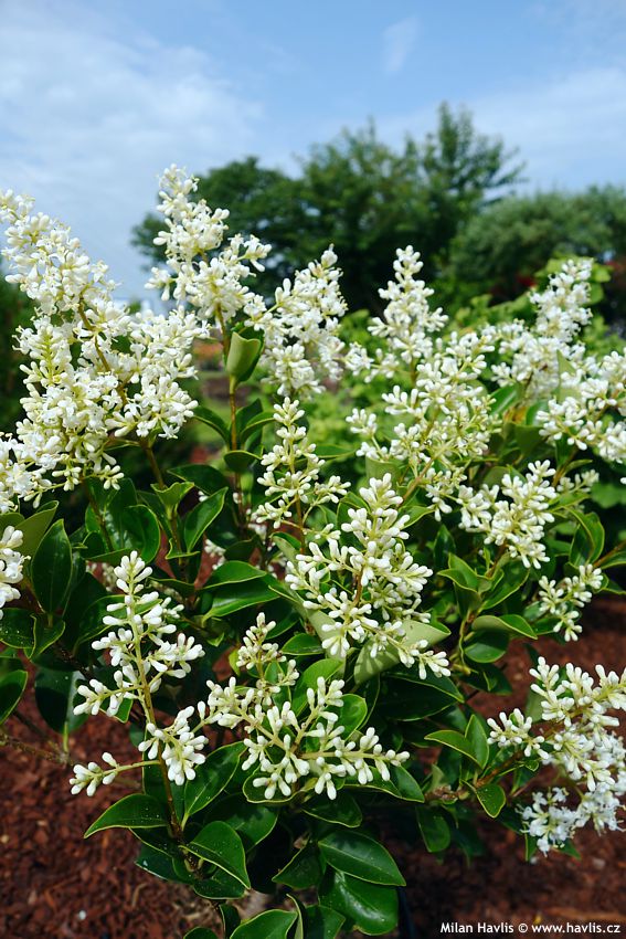 ligustrum japonicum Korean Dwarf