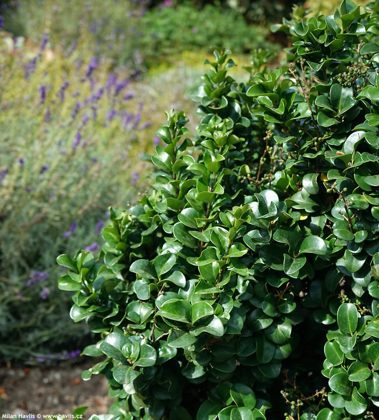 ligustrum japonicum Rotundifolium