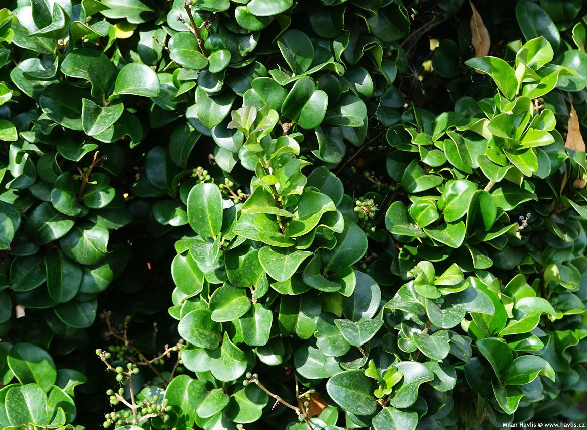 ligustrum japonicum Rotundifolium