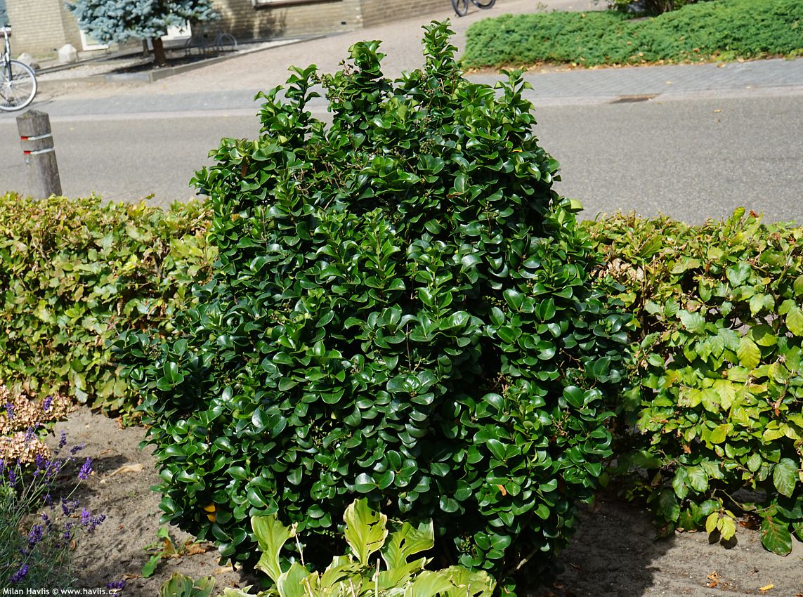 ligustrum japonicum Rotundifolium