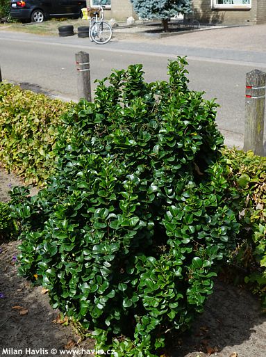 Ligustrum japonicum 'ROTUNDIFOLIUM'