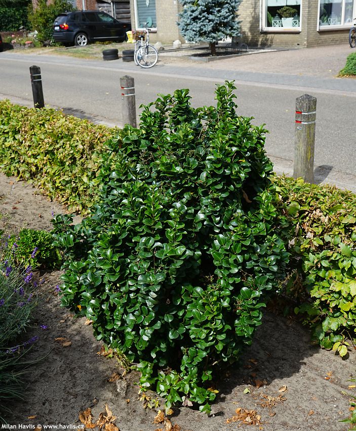 ligustrum japonicum Rotundifolium