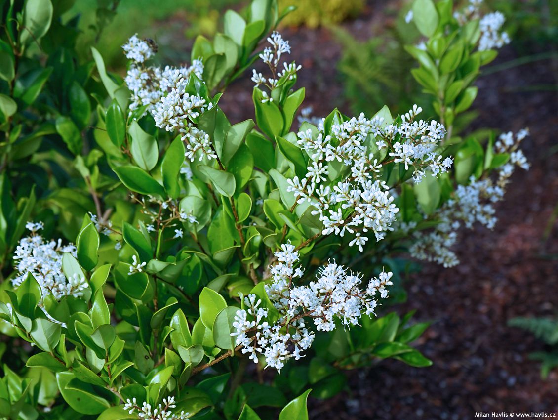 ligustrum japonicum Texanum