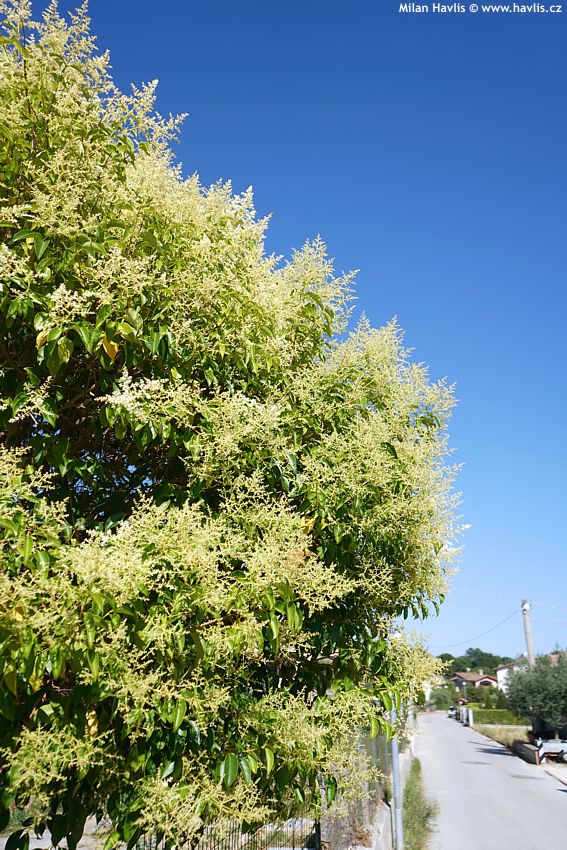 ligustrum lucidum