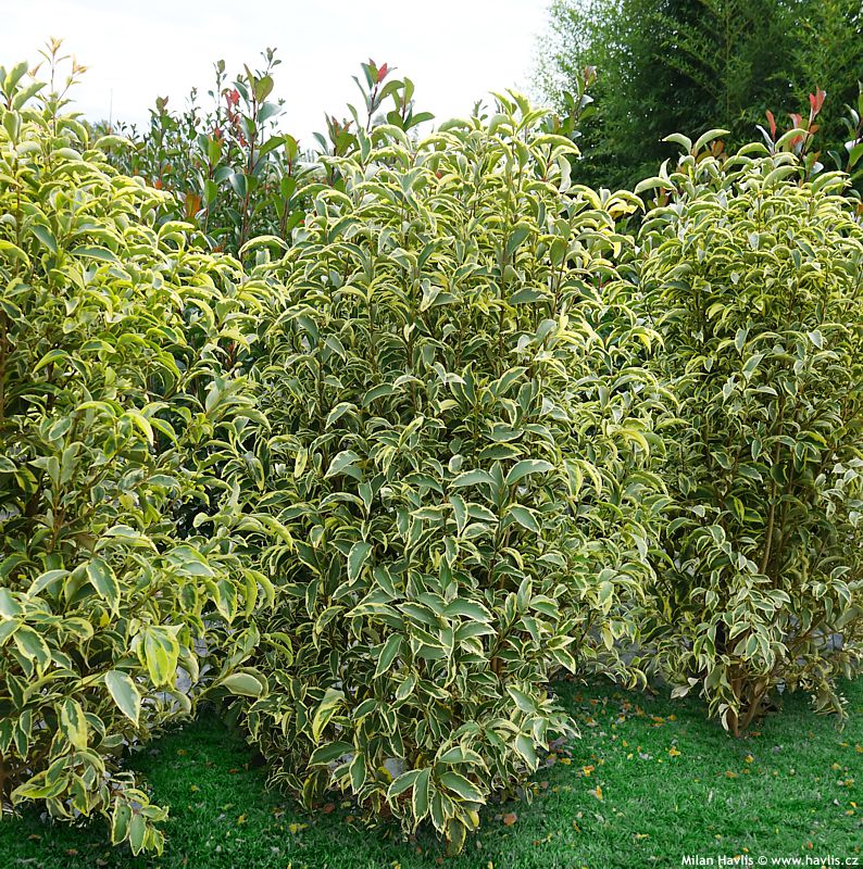 ligustrum lucidum Excelsum Superbum