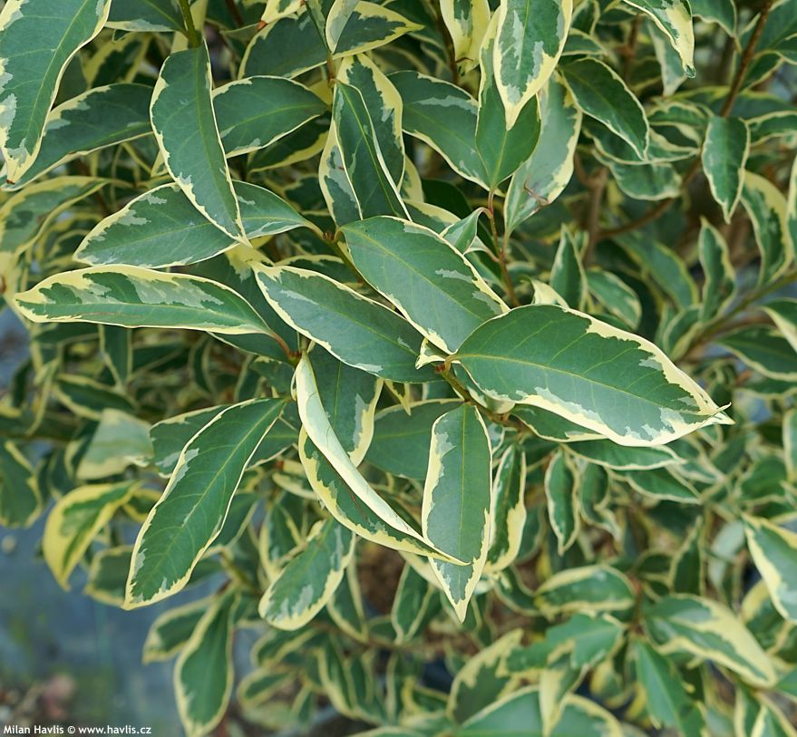 ligustrum lucidum Excelsum Superbum