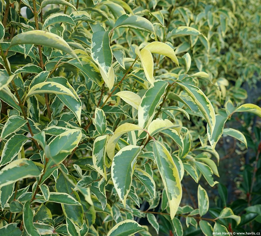 ligustrum lucidum Excelsum Superbum