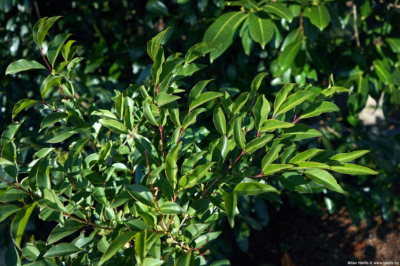 ligustrum lucidum Green Screen