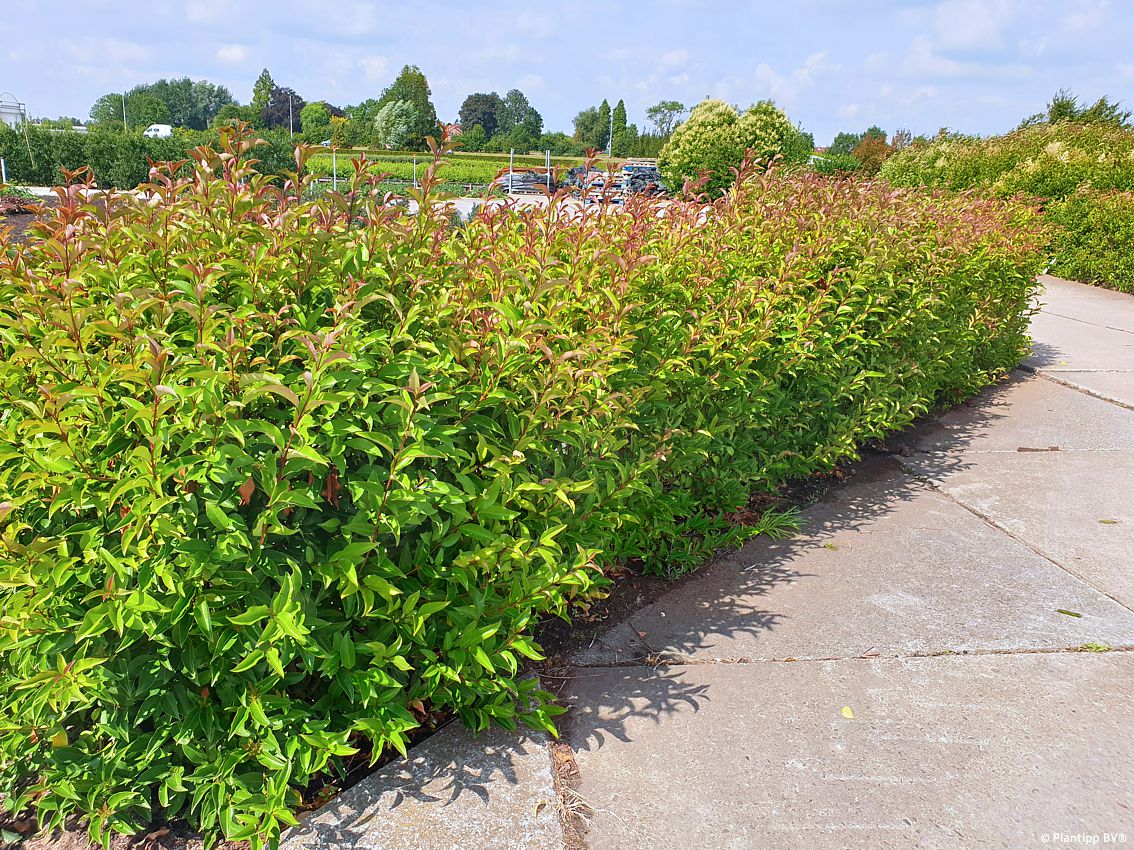 ligustrum lucidum Green Screen