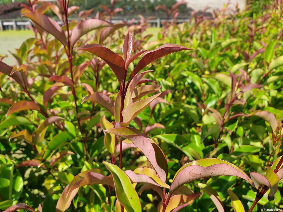 ligustrum lucidum Green Screen