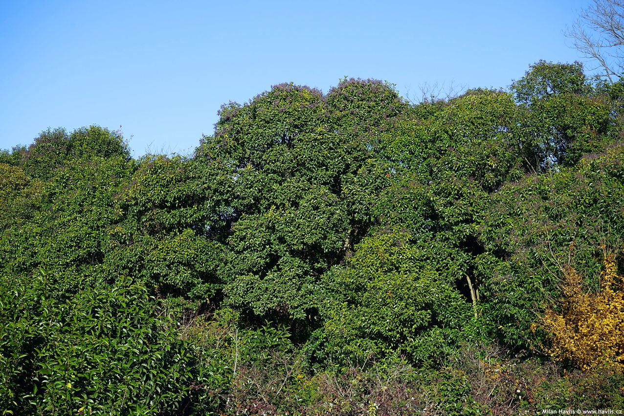 ligustrum lucidum v přírodě