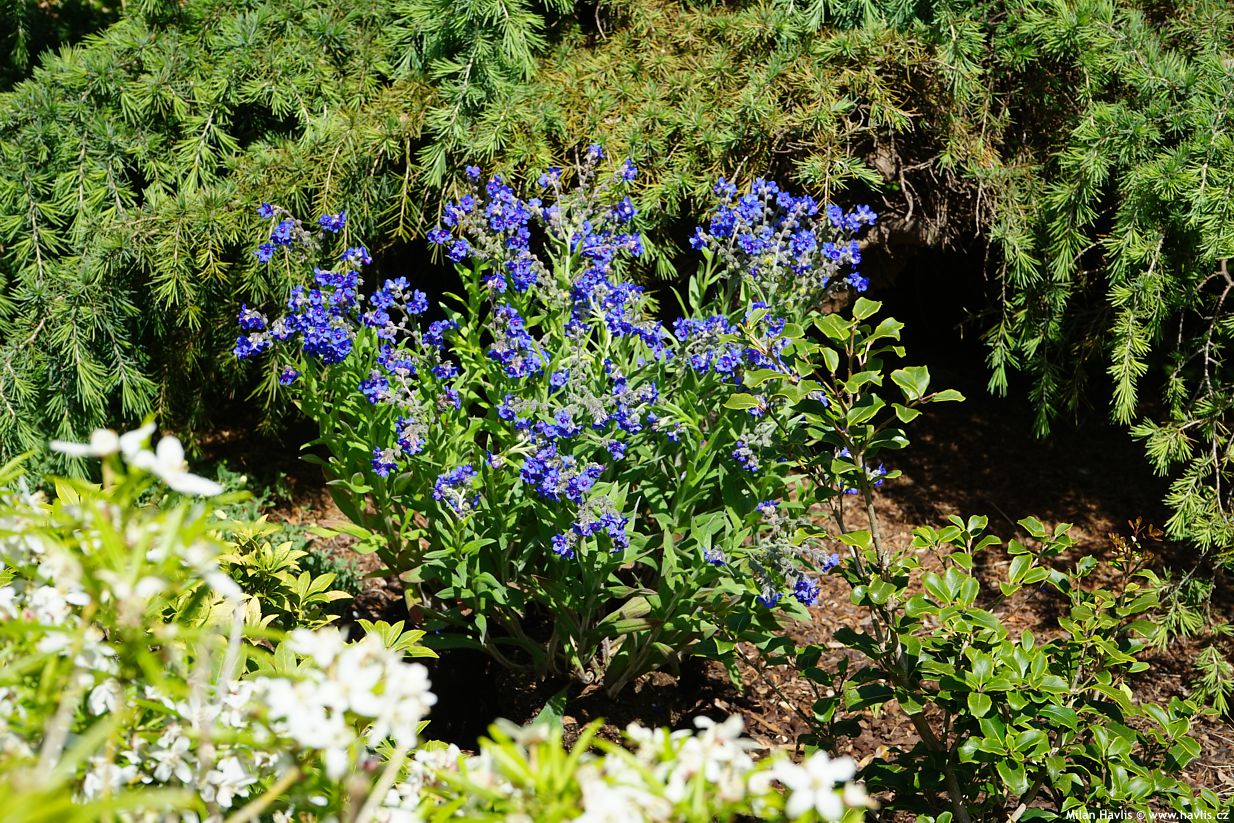 lindelofia longiflora