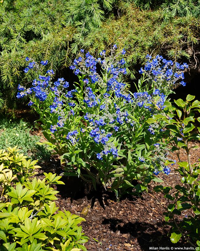 lindelofia longiflora