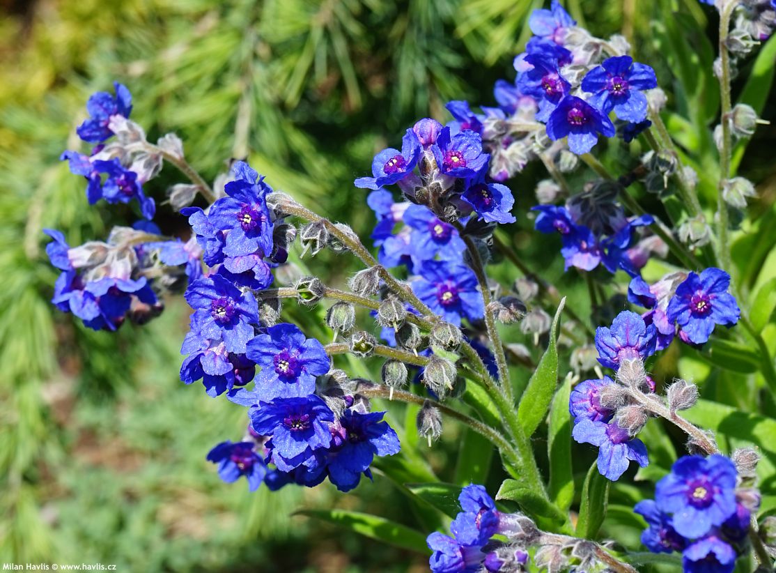 lindelofia longiflora