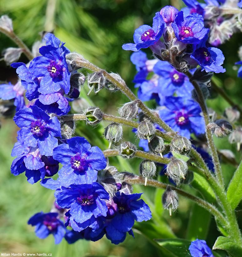 lindelofia longiflora
